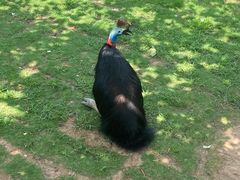 -西霞口神雕山野生动物世界