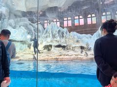 -帝企鹅自助餐厅•儿童岛•真企鹅(长隆企鹅酒店)