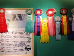 -猫十亿·布偶金渐层·曼基康矮脚猫舍(青年路店)