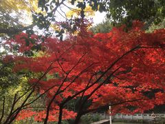 -黔灵山公园