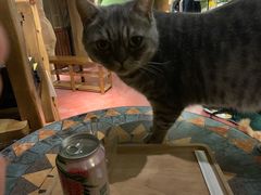 -猫猫幼稚园·撸猫·桌游·电玩
