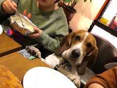 -百好乐宠物友好餐厅(朝外大街店)