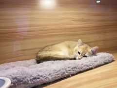 -喵百万·布偶·蓝金金渐层英短·猫舍(百子湾店)