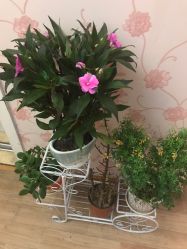 -本真坊美容美体沙龙