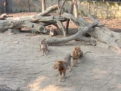-常州淹城野生动物世界