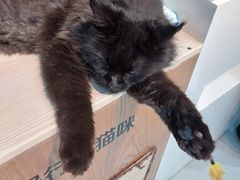 -Heymao猫咖.咖啡厅(东门店)