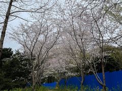-上海滨江森林公园