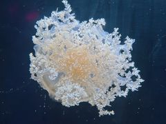 -海合安天津极地海洋公园