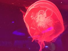 -芜湖新华联大白鲸海洋公园