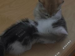 -帕帕拉兹宠物(亚洲旗舰店)