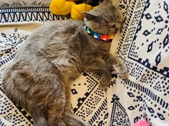 -平行世界·猫咖(首经贸店)