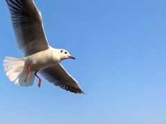 -深圳湾公园(南山区)