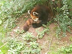 -西安秦岭野生动物园