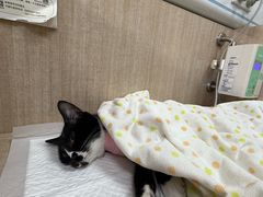-北京观赏动物医院·24小时大型综合·猫专科·异宠专科