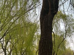 -洛阳市隋唐城遗址植物园