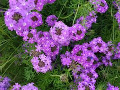 -长春公园(普阳街道)