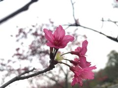 -东莞植物园