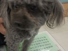 -美联众合动物医院·24h京西诊疗中心