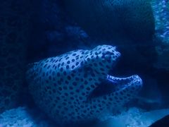 -太平洋海底世界