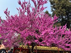 -西安市广仁寺