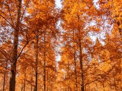 -黄海国家森林公园