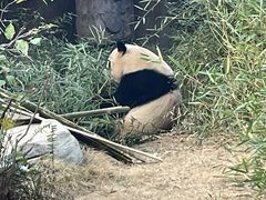 -灵玲国际马戏城
