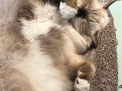 -怪兽屋·羊驼·猫咖·狗咖(俊华广场店)