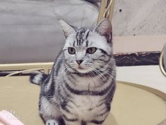 -藏猫猫咖啡主题馆(中央大道店)