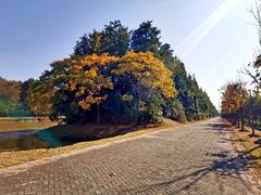 -上海海湾国家森林公园