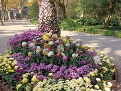 -上海共青森林公园