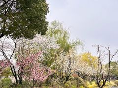 -枫桥景区