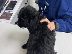 -贝康宠物医院·犬猫全科·小动物特色诊疗中心(东环路店)