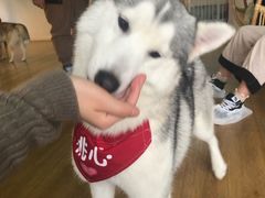 -Husky Go! 哈士奇体验馆·宠物咖啡厅狗咖