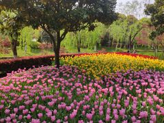 -上海鲜花港