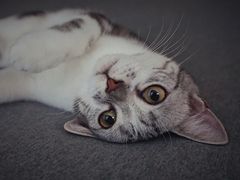 -袖虎·猫馆(体育西路店)