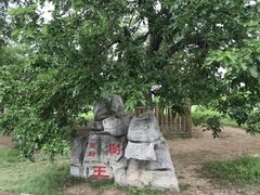 -御林古桑园