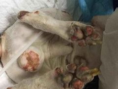 -康乐宝动物医院