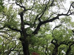 -普陀山风景名胜区-法雨禅寺