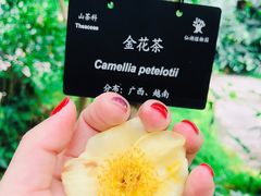 -深圳仙湖植物园
