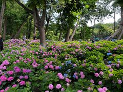 -上海共青森林公园