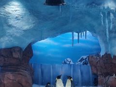 -海合安成都极地海洋公园