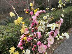 -丸摩堂鲜果茶(九方店)