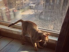 -猫大福·Fortune Cat猫舍(百子湾店)