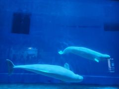 -芜湖新华联大白鲸海洋公园