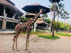 -清迈夜间动物园