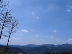 -桑洲油菜花景区