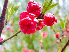 -南汇桃花村