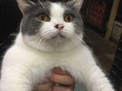 -猫咪博物馆(顶澳仔猫街店)