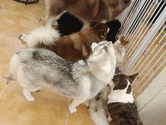 -Let's go狗咖·猫咖·奶狗·桌游(春熙路IFS店)