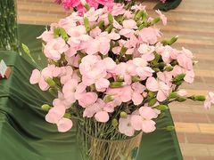 -上海鲜花港